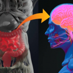 Asse intestino-cervello e neuroinfiammazione: il ruolo della permeabilit intestinale e del percorso della chinurenina nei disturbi neurologici